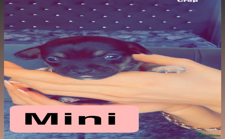 Mixed Breed dogs - Advert 1