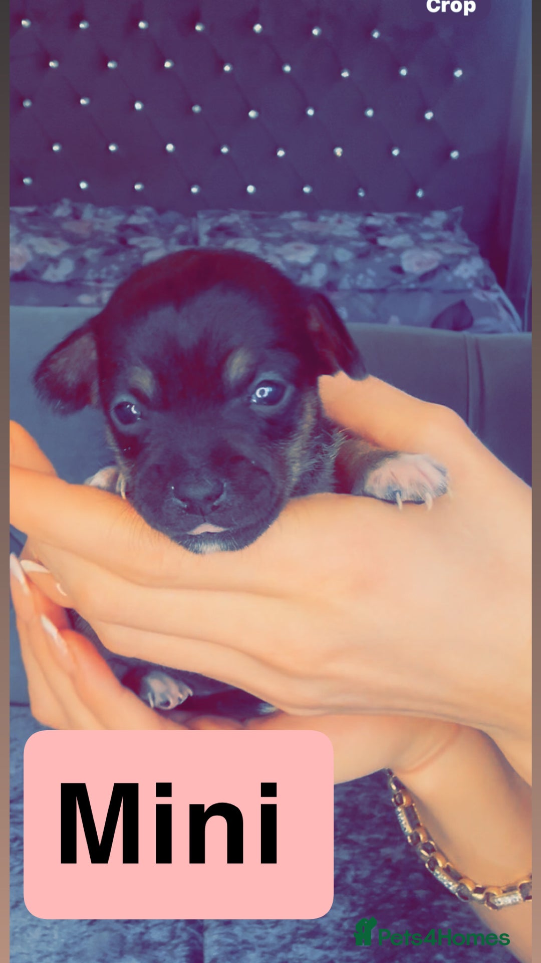 Mixed Breed dogs for sale: Chihuahua puppies  - Image 1