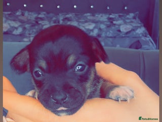 Mixed Breed dogs Chihuahua puppies - Advert 7