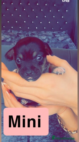 Mixed Breed dogs - Advert 1