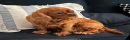 Cavapoo dogs for sale: Stunning Ruby F1 Cavapoo pups for sale  - Advert 7