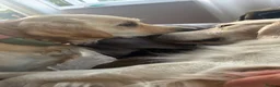 Golden Retriever dogs for sale: Pure Breed Golden Retriever - Advert 16