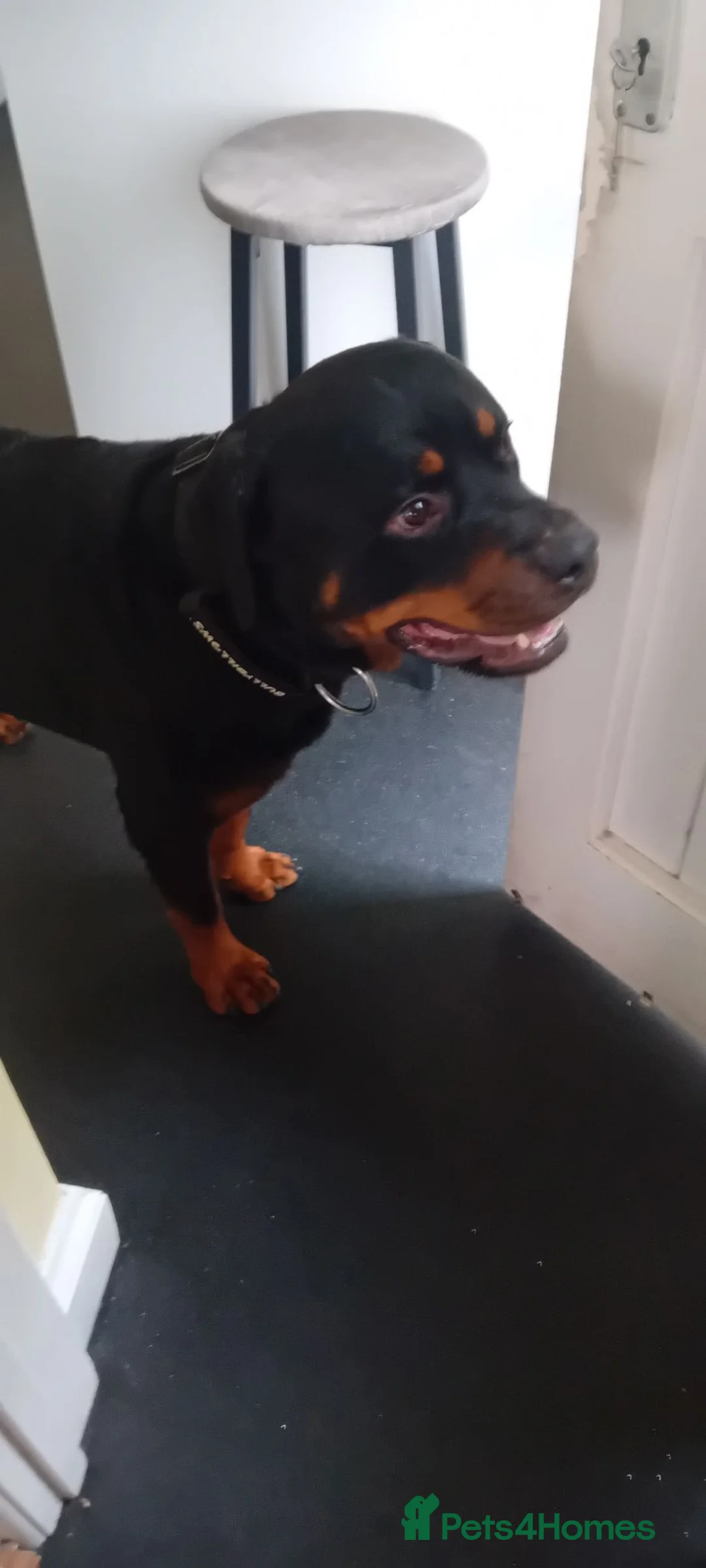 Rottweiler dogs for sale: Rockweiler  in Brecon - Advert 2