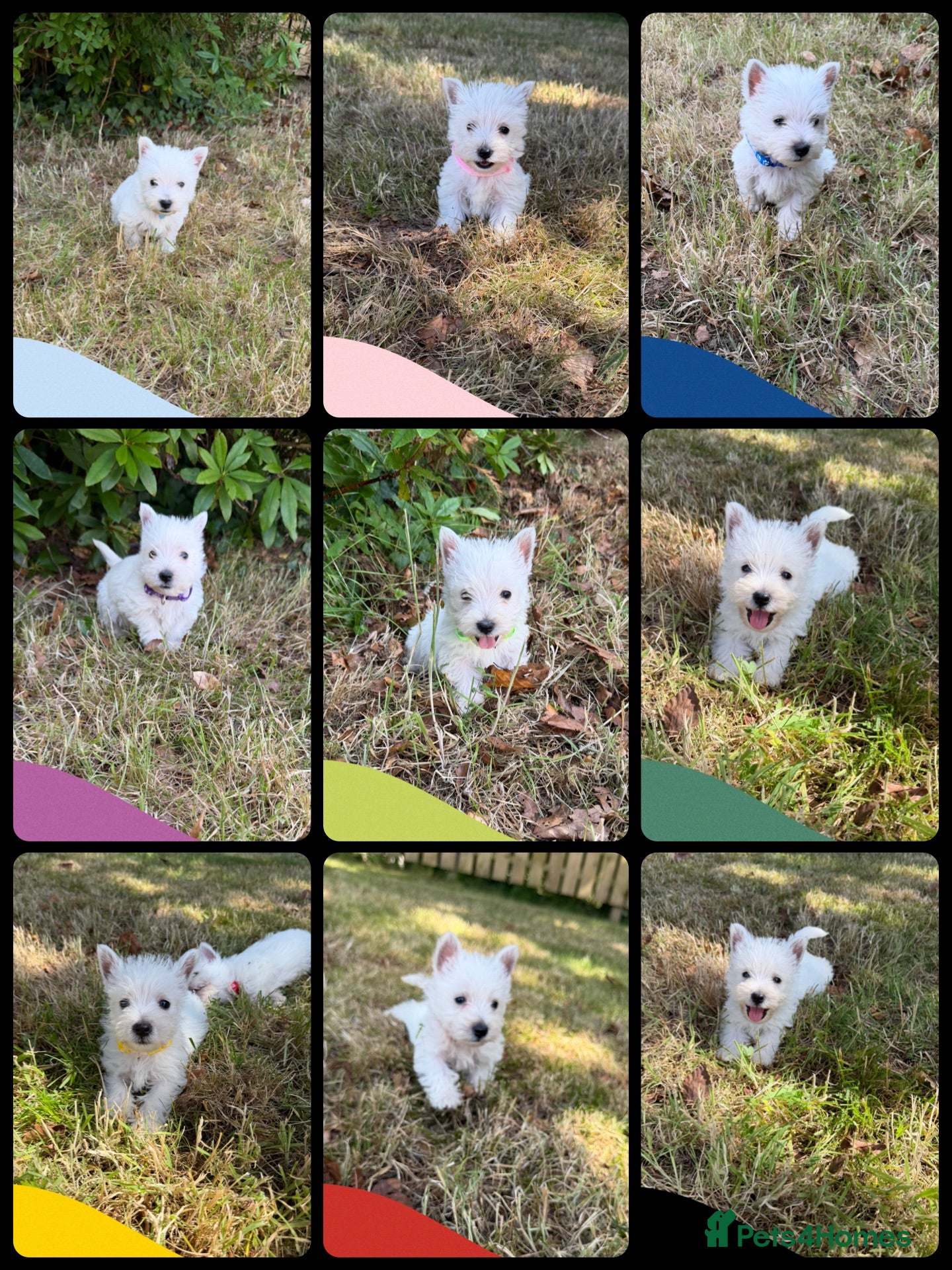 West Highland Terrier dogs West Highland Terrier Pups - Advert 1