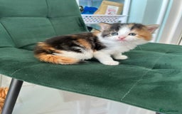 British Longhair cats for sale: Fluffy little angels  - Image 15