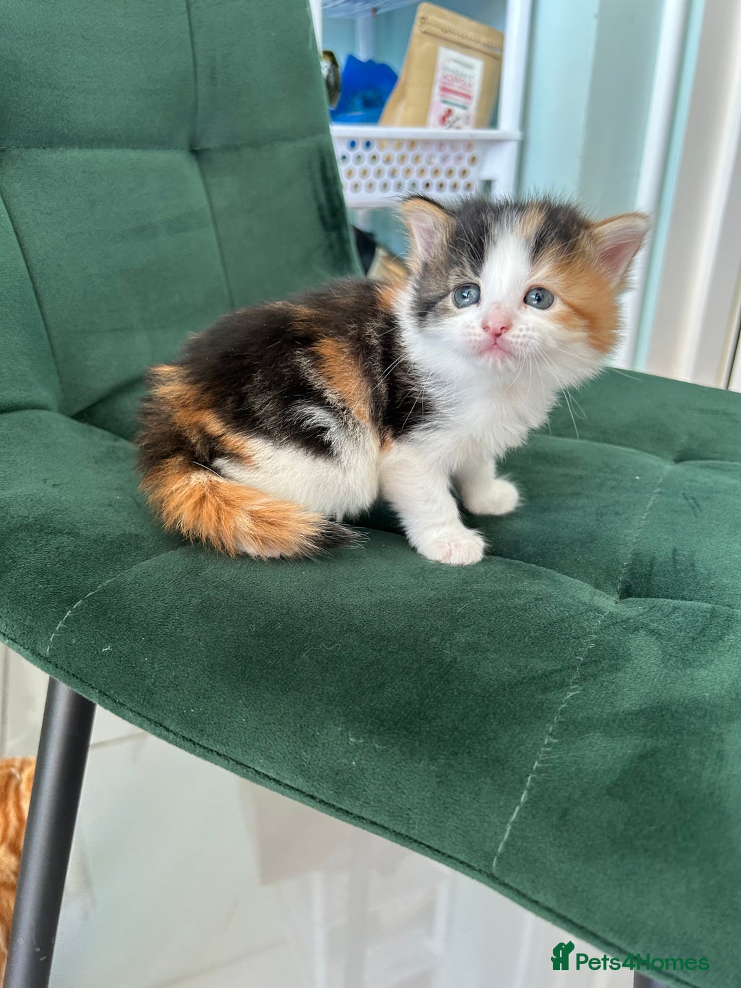 British Longhair cats for sale: Fluffy little angels  - Image 15