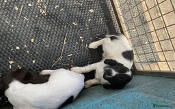English Springer Spaniel dogs for sale: KC registered Springer Spaniel puppies for sale  - Image 7