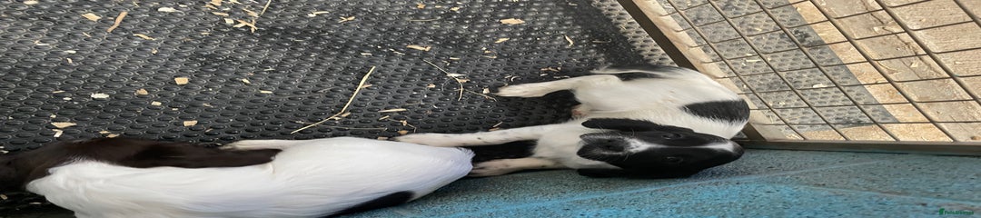 English Springer Spaniel Puppy 3
