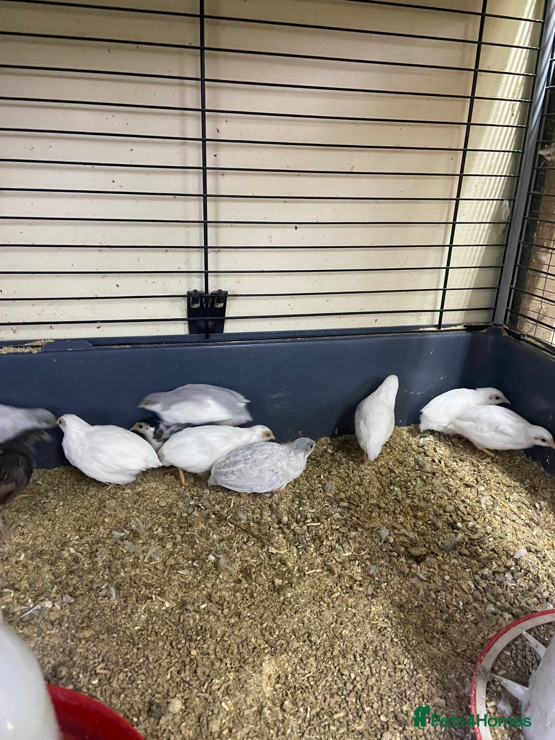 Quail poultry for sale: Chinese painted quail and Japanese quail  - Image 5