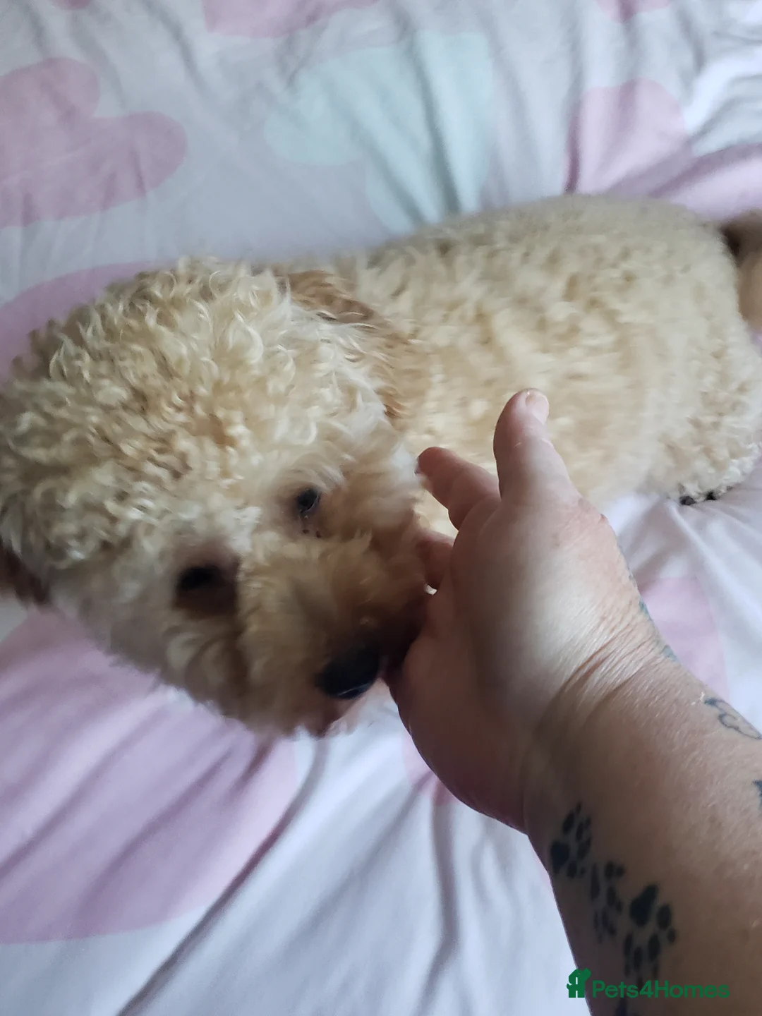 Shihpoo dogs for sale: Shihpoo in Hull - Advert 2