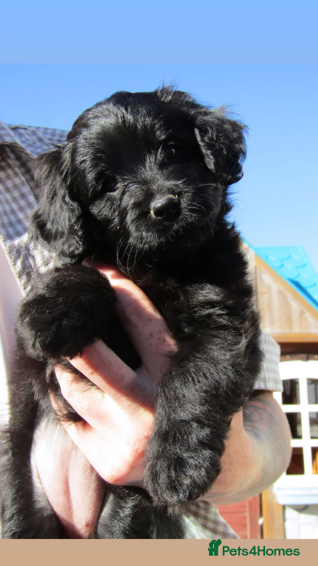 Mixed Breed dogs for sale: 4 beautiful female Puppies  - Advert 1