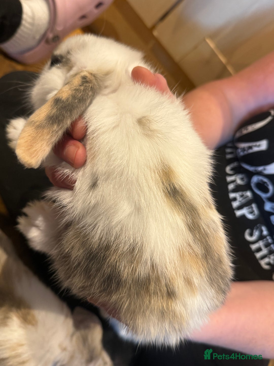 French Lop rabbits for sale: 3 gorgeous male bunnies  - Image 2