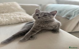 British Shorthair cats for sale: Champion Bloodline British Shorthair & Longhair - Image 8