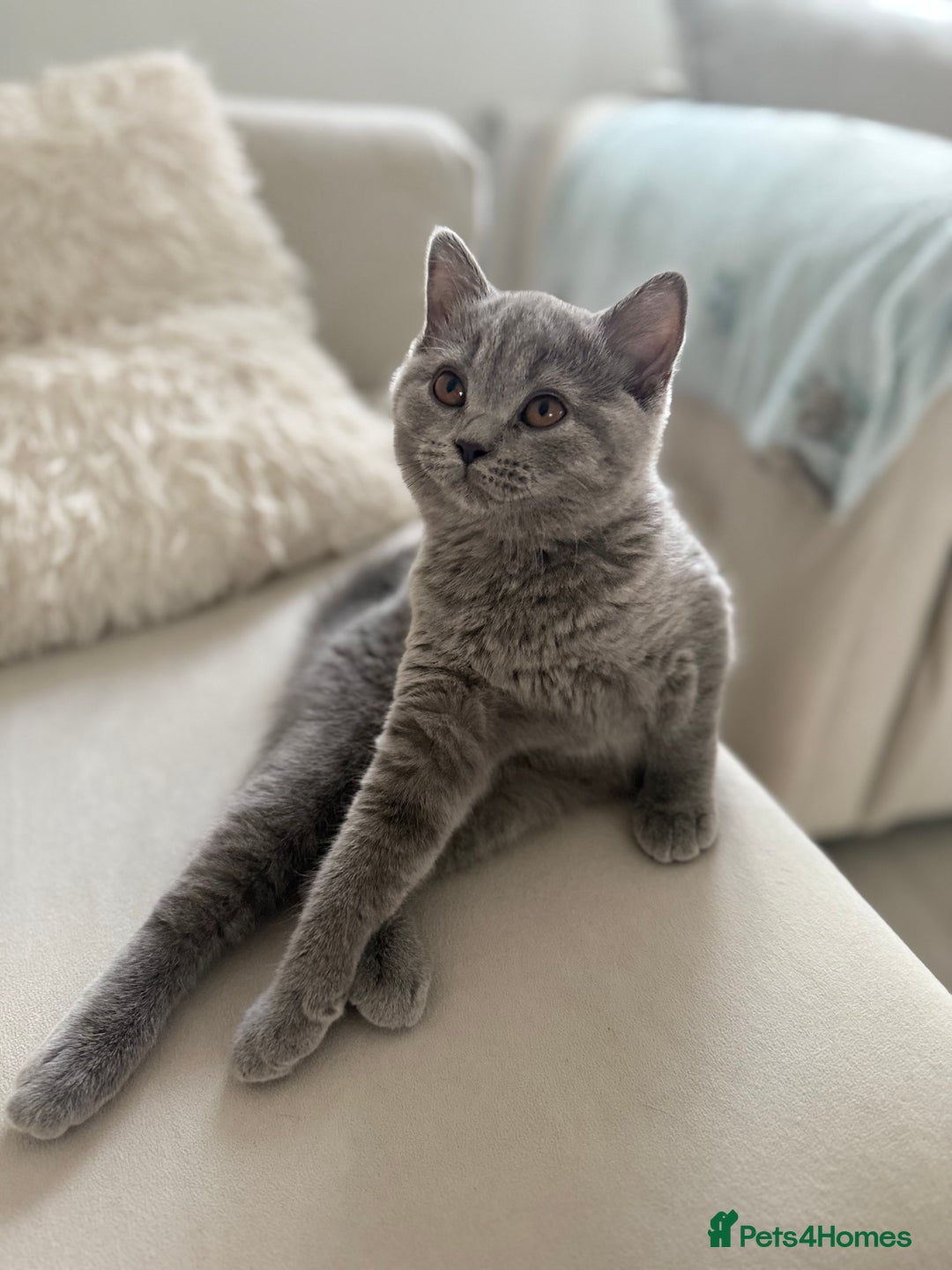 British Shorthair cats for sale: Champion Bloodline British Shorthair & Longhair - Image 8