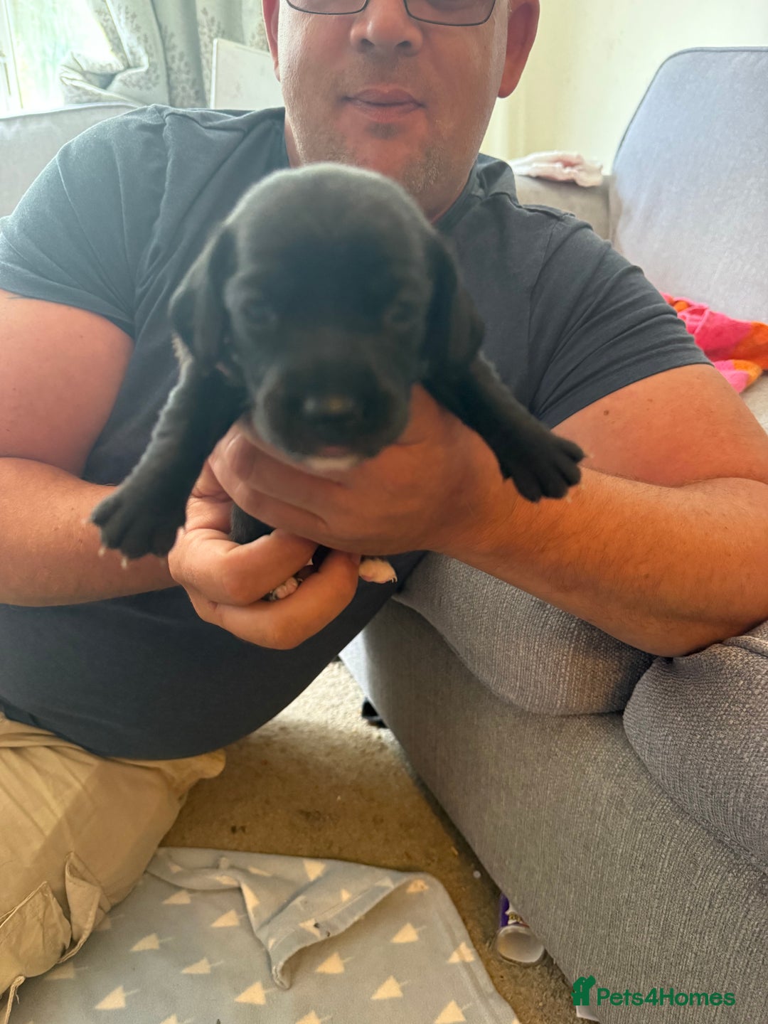 Mixed Breed dogs for sale: Doxla  - Image 2