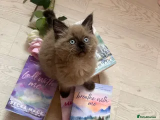Ragdoll cats Seal Mink Female Ragdoll Kitten - Advert 3