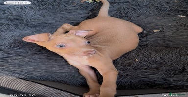 Italian Greyhound dogs - Advert 9