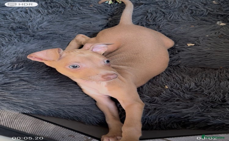 Italian Greyhound dogs - Advert 2