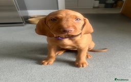 Hungarian Vizsla dogs for sale: Hungarian Vizsla puppies   - Image 8
