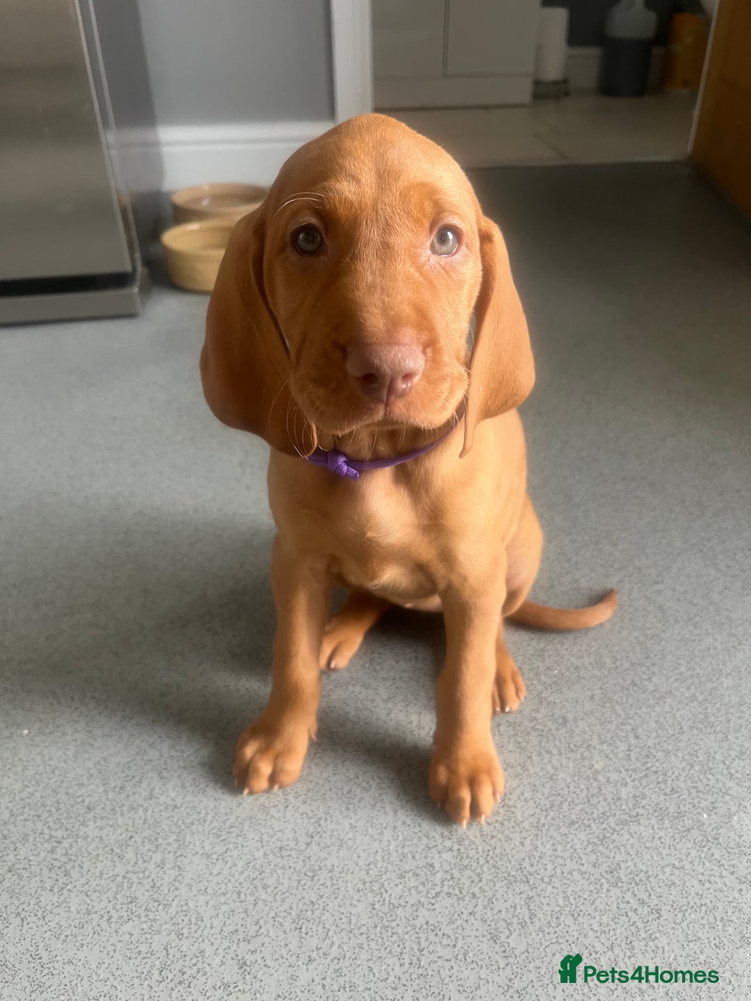 Hungarian Vizsla dogs for sale: Hungarian Vizsla puppies   - Image 8