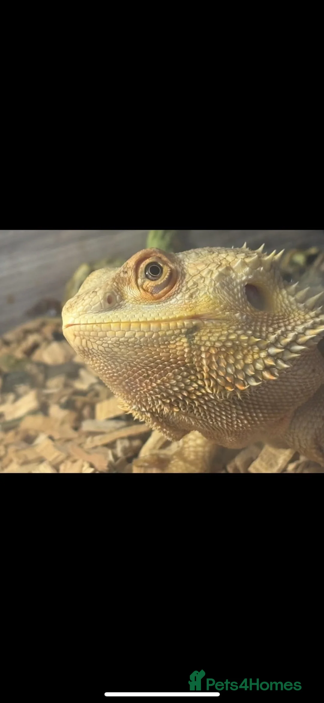 Bearded Dragon reptiles for sale: Female bearded dragon - Advert 4
