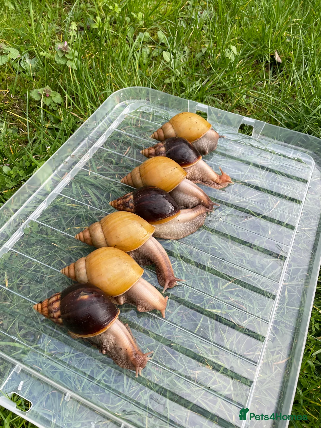 Snails invertebrates for sale: Giant African Snails - Advert 2