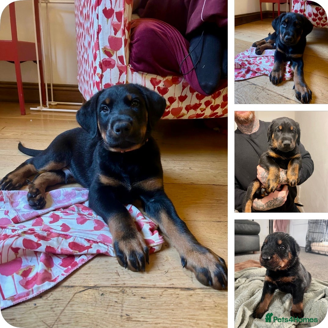 Mixed Breed dogs **1 BOY LEFT** Doberman & Beauceron pups - Advert 18