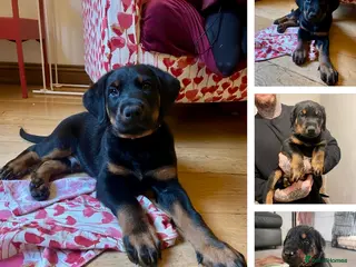 Mixed Breed dogs **1 BOY LEFT** Doberman & Beauceron pups - Advert 13