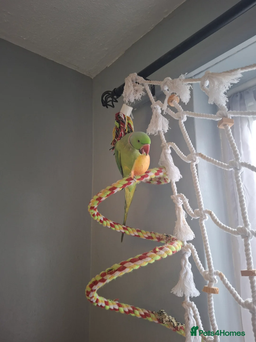 Ringnecks birds for sale: Indian ringneck for a good home  in Uckfield - Advert 1