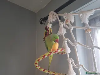 Ringnecks birds Indian ringneck for a good home in Uckfield - Advert 18