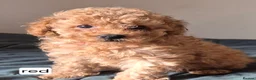 Toy Poodle dogs for sale: Toy poodle  - Advert 3