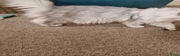 Persian cats for sale: Beautiful Mochi – 7-Month-Old Female Cat  - Advert 10