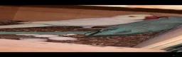 Ringnecks birds for sale: Proven Breeding Pair Ringneck Parrots  - Advert 5