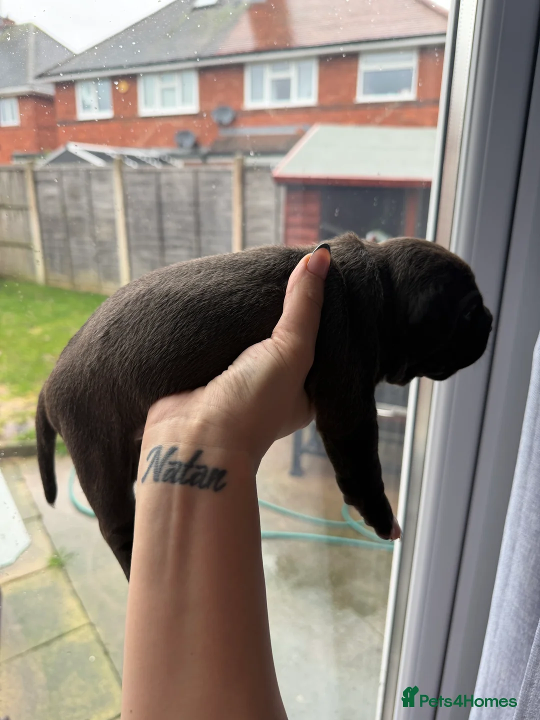 American Bully dogs for sale: American bully classic puppies for sale  - Advert 31