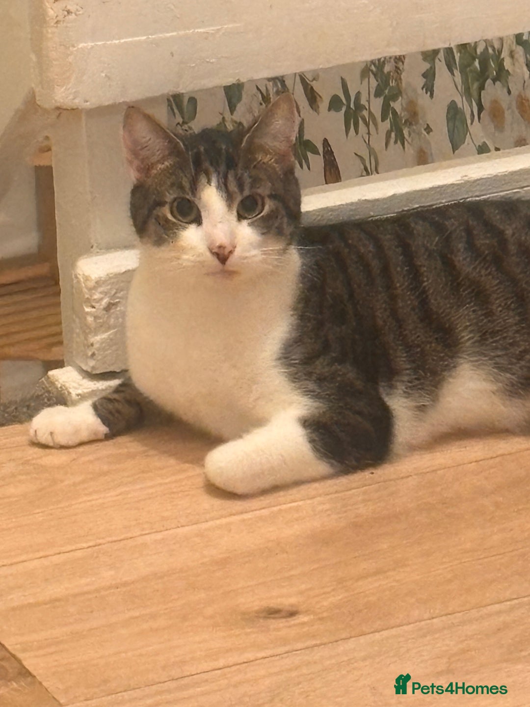 Mixed Breed cats for sale: 18 months old cat - Advert 1