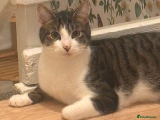 Mixed Breed cats 18 months old cat - Advert 2