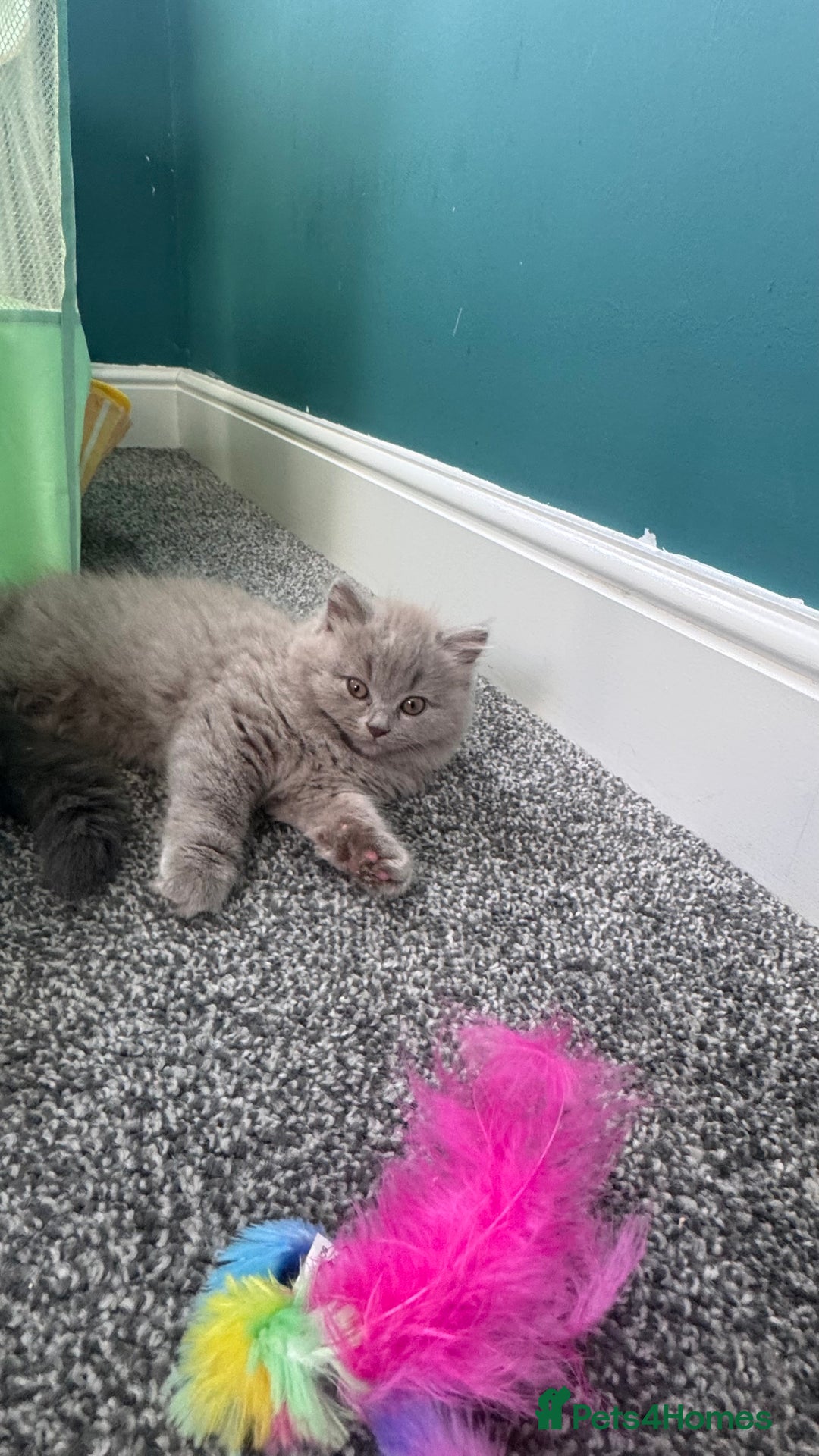British Longhair cats for sale: British longhair ready for home in Watford - Image 14