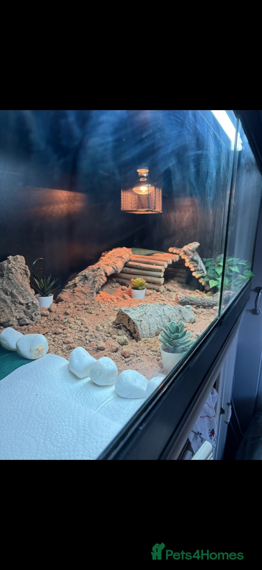 Bearded Dragon reptiles for sale: Bearded dragon  - Advert 1