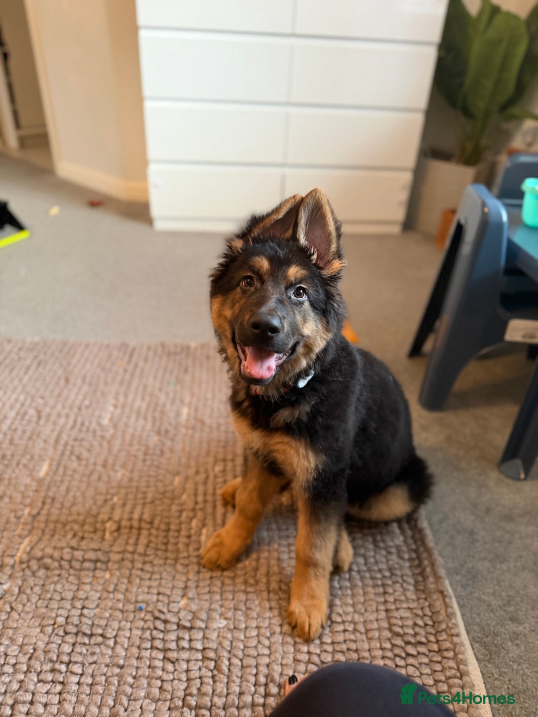 German Shepherd dogs for sale: German Shepherd Male - Advert 3