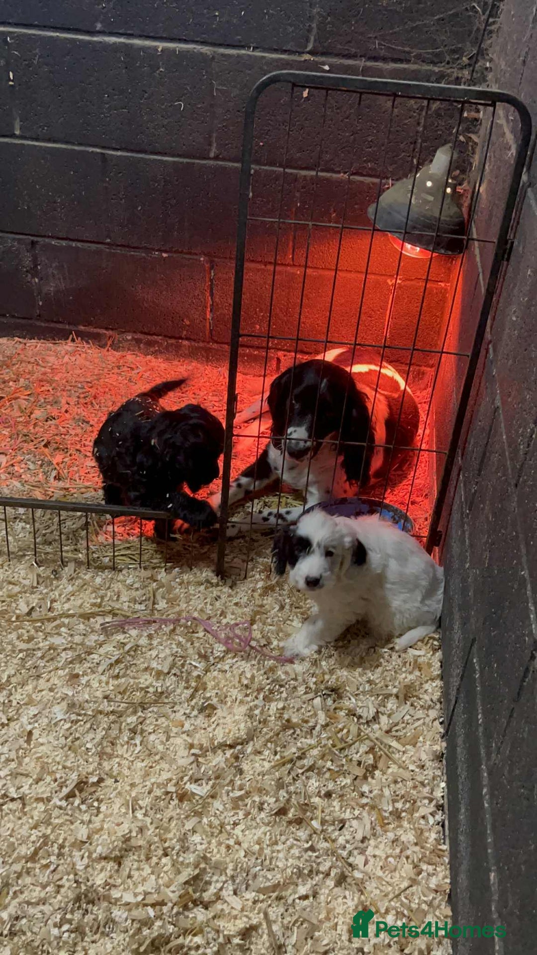 Mixed Breed dogs for sale: Sproodles / sprokapoo - Advert 4
