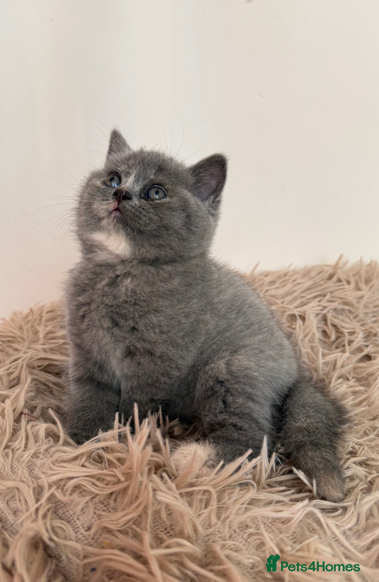 British Shorthair cats Sought after cream kittens - Advert 2