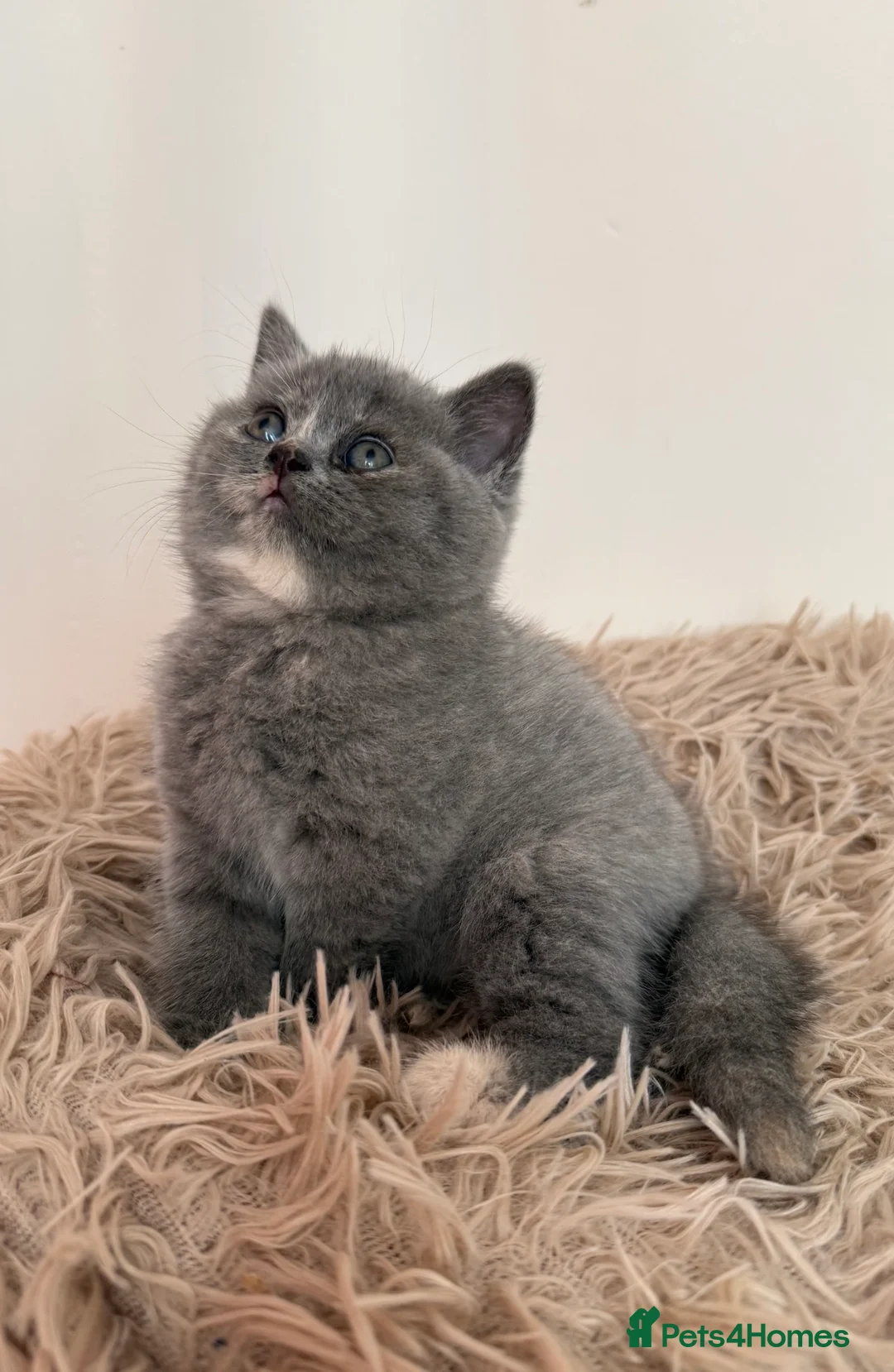 British Shorthair cats for sale: Sought after cream kittens - Advert 2