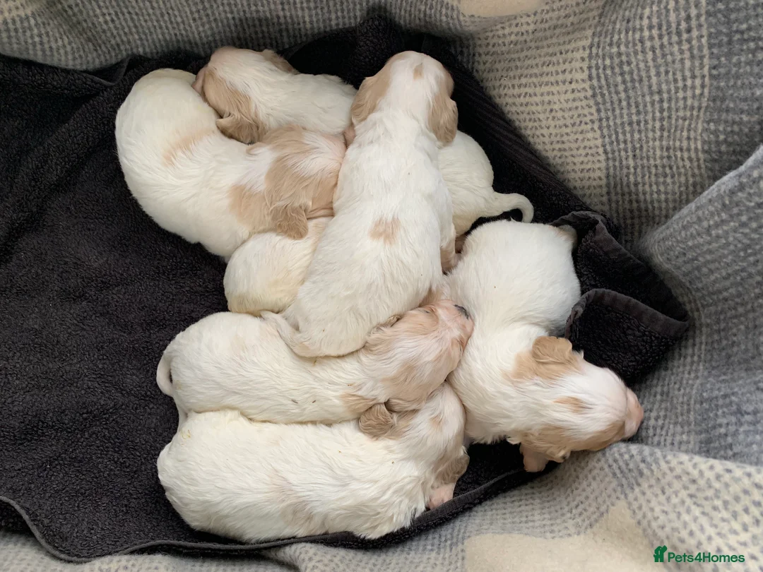 Cavachon dogs for sale: Beautiful F1 Cavachon Puppies - Advert 14