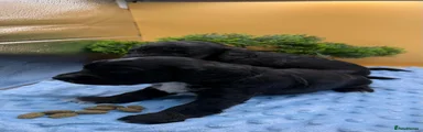 Cockapoo 8
