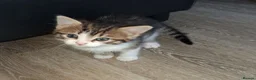 Mixed Breed cats for sale: A singleton baby tabbie - Advert 2