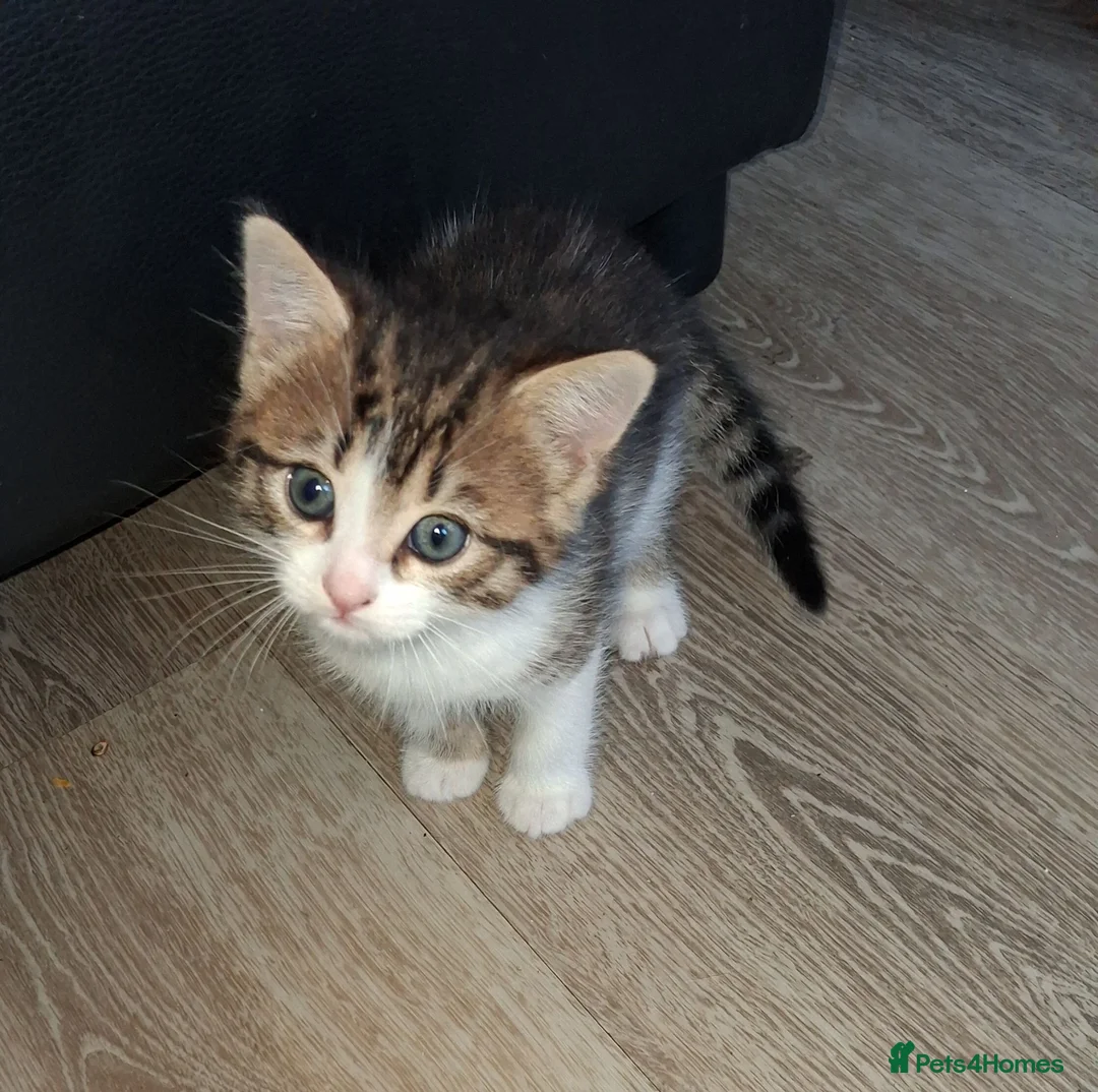 Mixed Breed cats for sale: A singleton baby tabbie - Advert 2