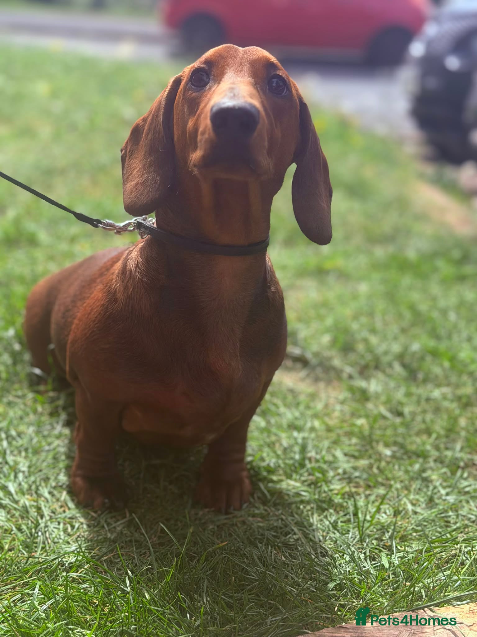 Dachshund dogs Standard smooth haired dachshund male 6 months  - Advert 6