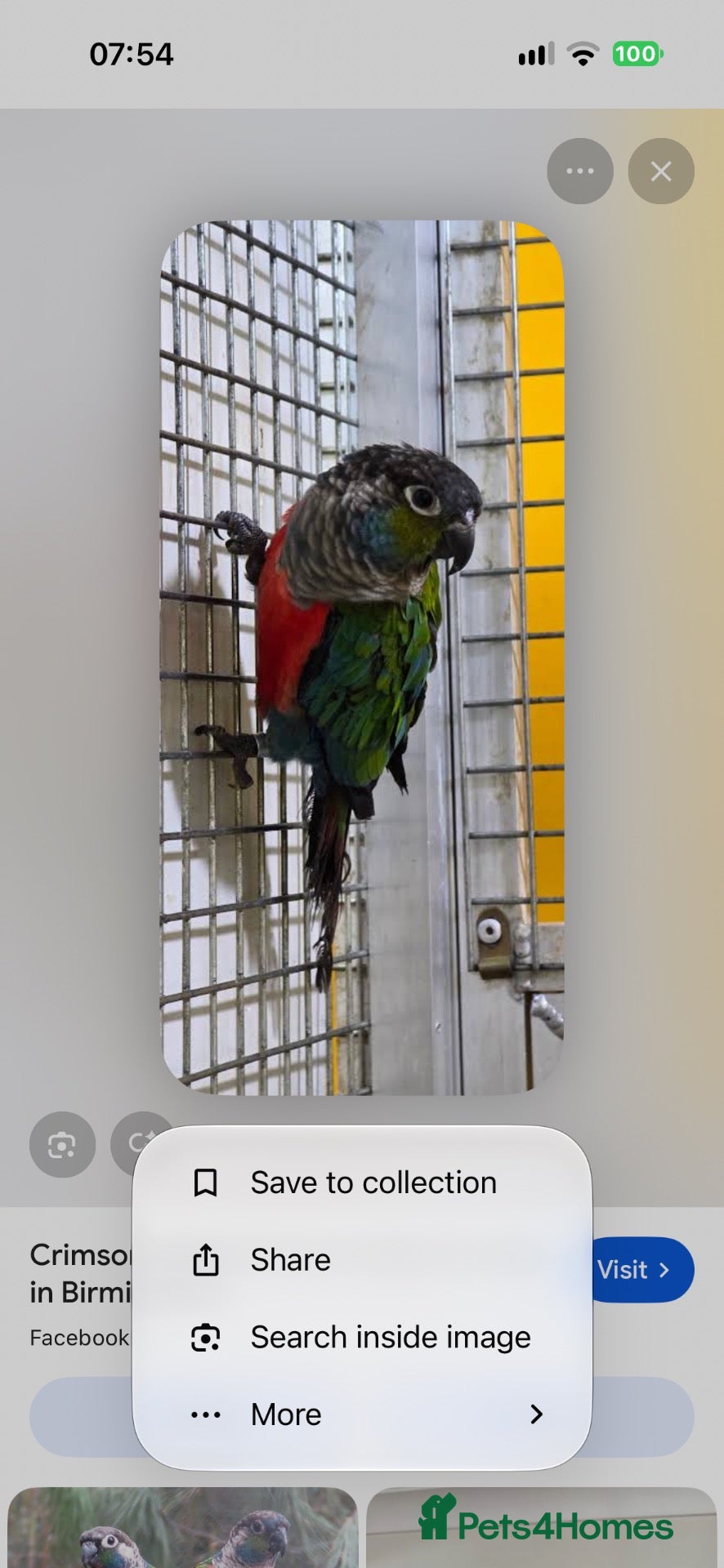 Conures birds for sale: Crimson-bellied Conure  - Advert 9
