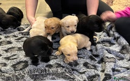 Labrador Retriever dogs for sale: Stunning lab pups - Advert 6