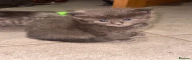 Maine Coon 4